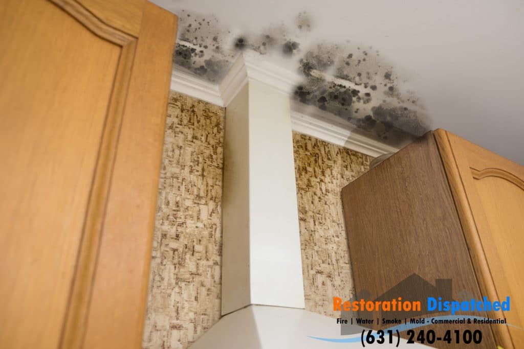 Mold In Kitchen