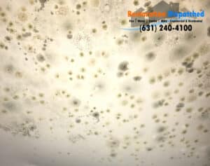 Mold Is In Your Home