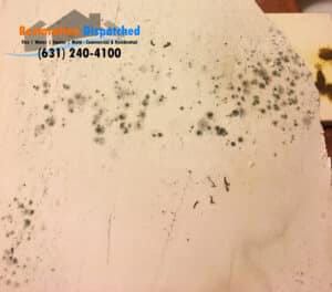 Mold On Sheetrock