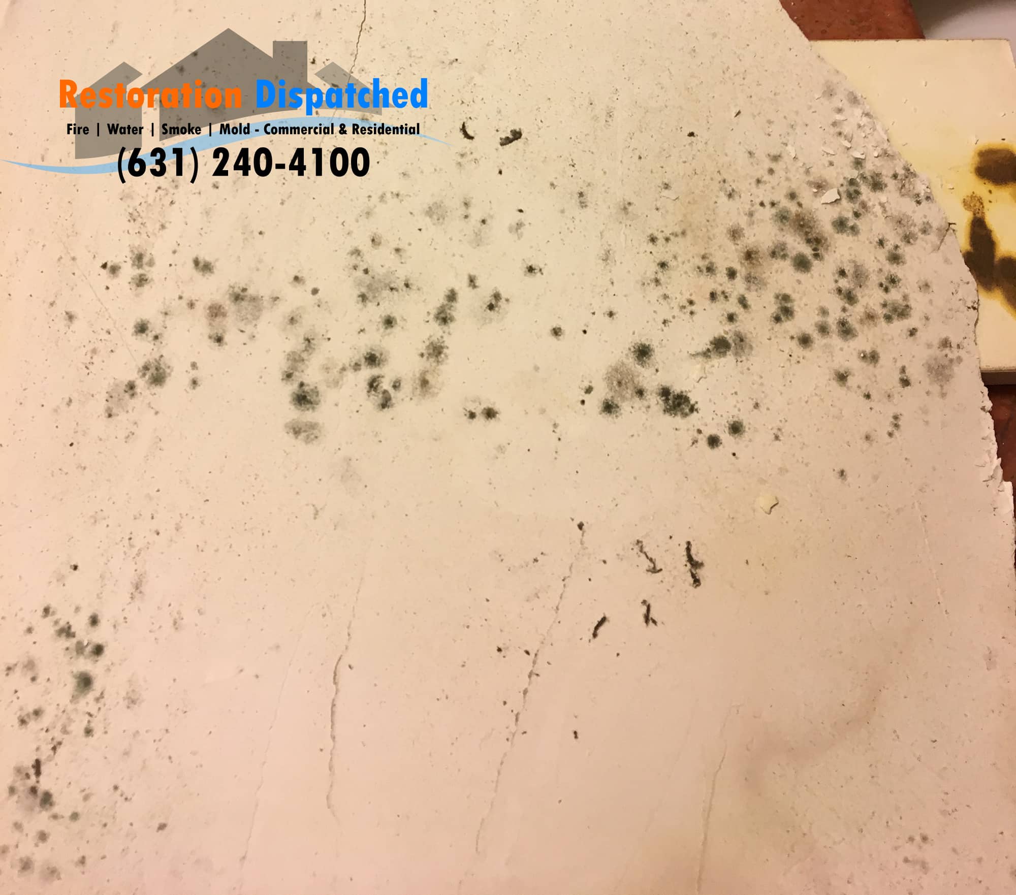 https://restorationdispatched.com/wp-content/uploads/2020/06/Mold-Sheetrock-Branded.jpg